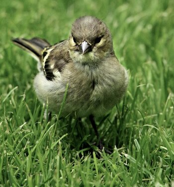 Fink im Gras.jpg