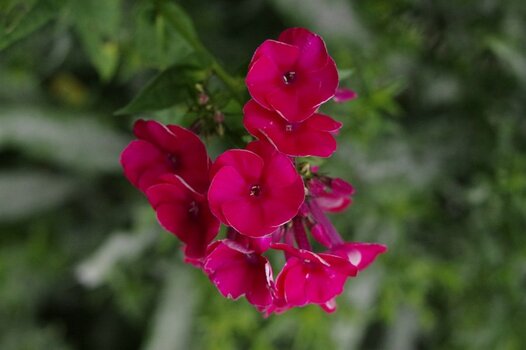 Phlox.jpg