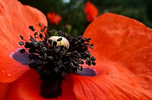 Mohn wie ich ihn sah.jpg Mohn wie ich ihn sah.jpg