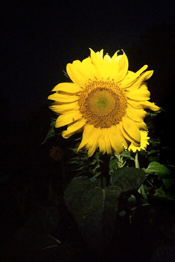 Sonnenblume.jpg