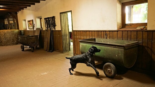 Dieser Hund hat doch was gefunden ....jpg