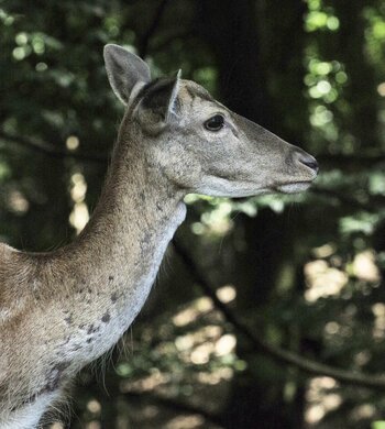 W Freilaufende Rehe im Tierpark warten auf Fütterung.jpg
