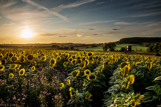 Sonnenblumenfeld-Sunset-0986.jpg