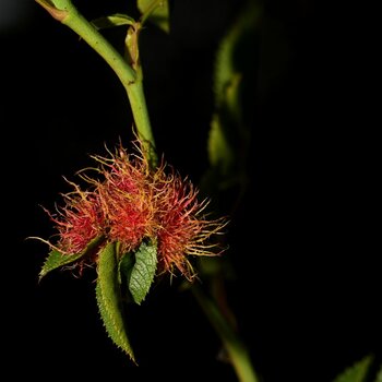 _DSC0060_2650240.jpg