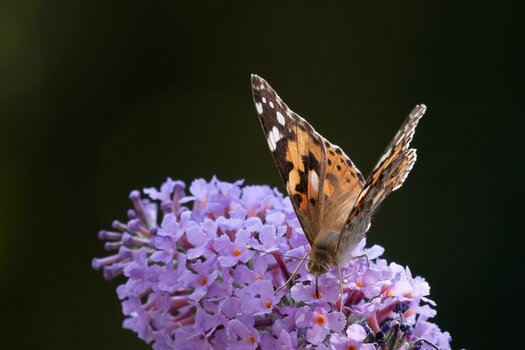 Schmetterling.jpg