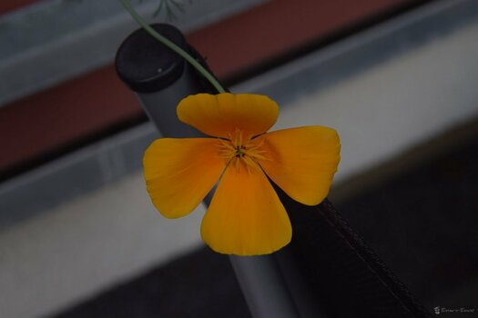 DSC_9699.jpg