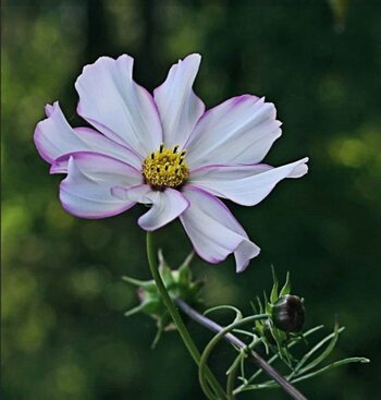 Cosmea, eine meier Lieblinge.jpg