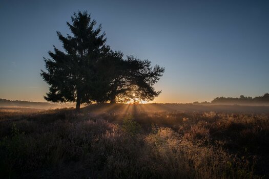 Mehlinger_Heide_005.jpg