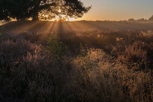 Mehlinger_Heide_004.jpg