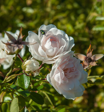 DSC_7844.jpg