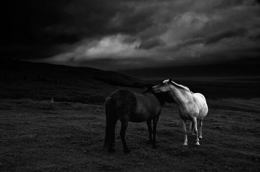 grey horse in the moonlight-BB-15.jpg