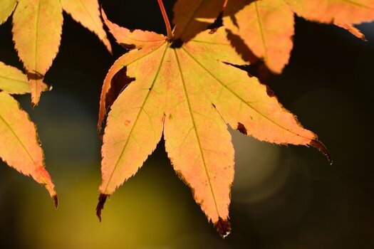 Okt11_0014.jpg