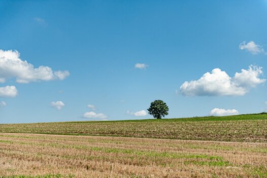 Baum.jpg
