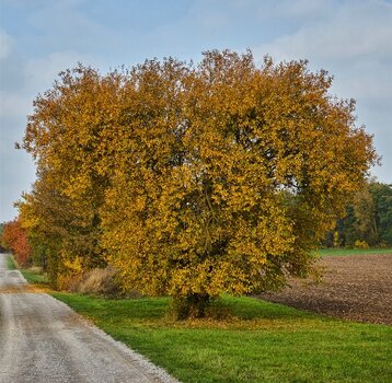 k_Baum_Herbstklein.jpg k_Baum_Herbstklein.jpg