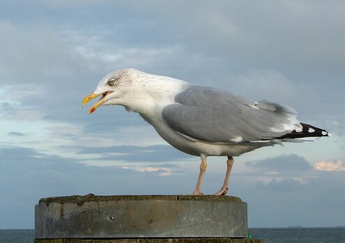 Möwe.jpg Möwe.jpg