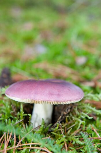 Pilz 2.jpg