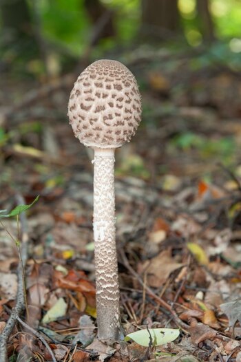 Pilz 3.jpg