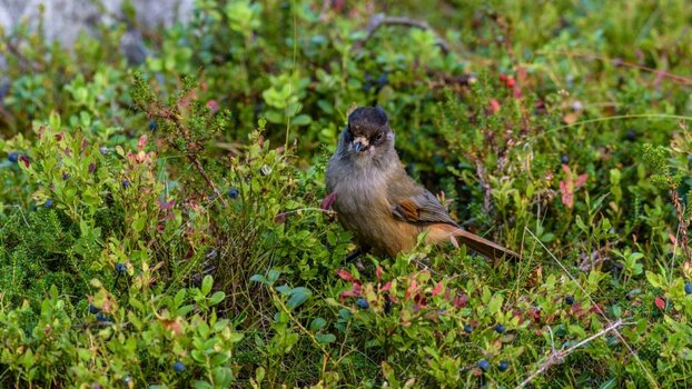 20190904_142455 Lappland 2019.jpg