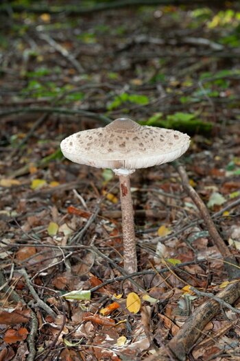 Pilz 4.jpg