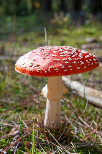 Pilz 5.jpg