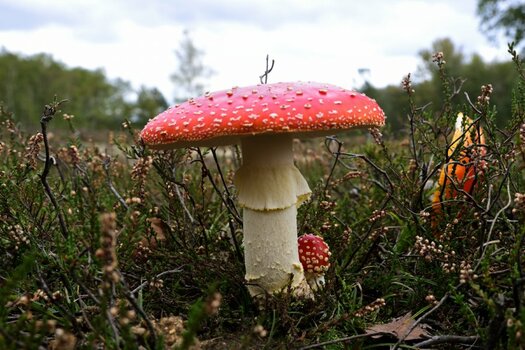 z_DSC0085_2650240.jpg