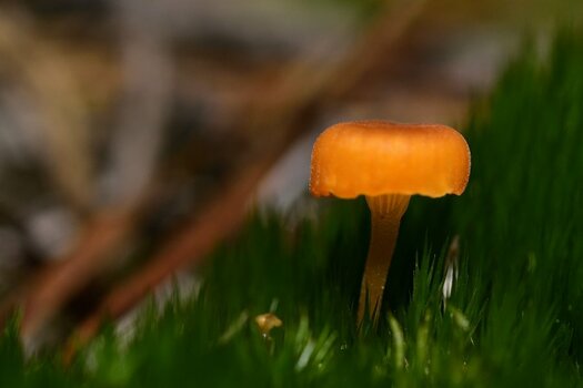 z_DSC0093_2650240.jpg
