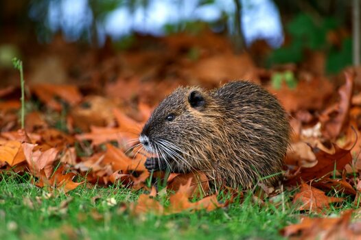 Nutria1.jpg