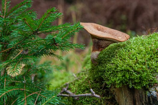 Pilze 27.10.2019-2.jpg