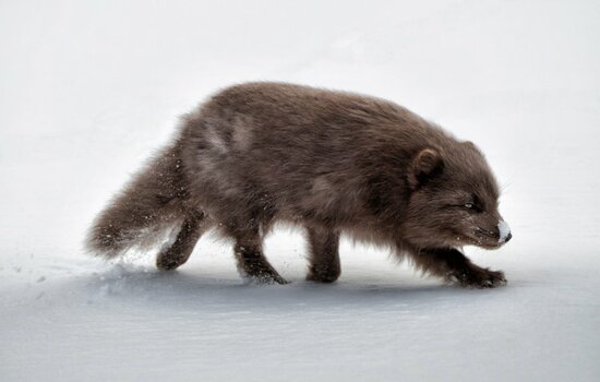 Arctic fox-.jpg