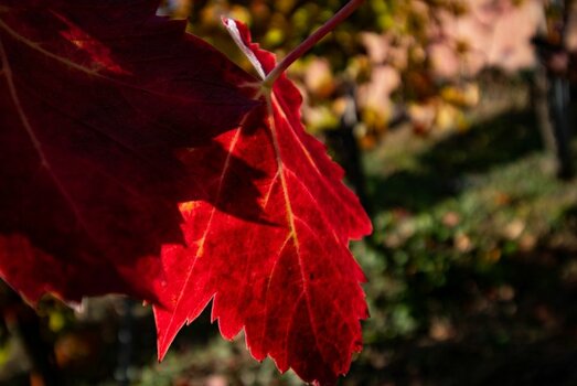 comp_DSC_0539.jpg