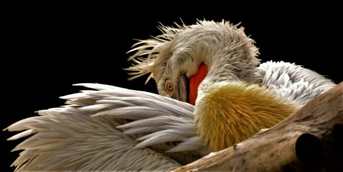 Vogelmodelle 2.jpg