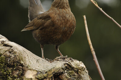 180330-Amsel-Lichtschranke-02.jpg