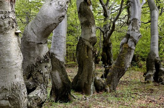 DSC_6023_00001_02c.jpg