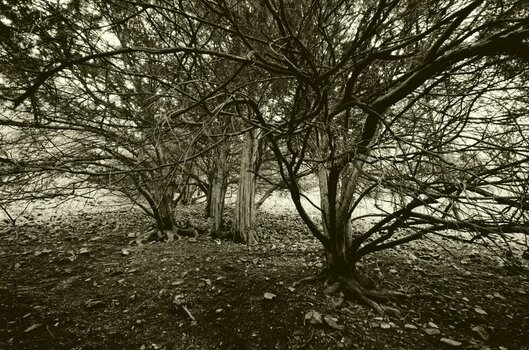 DSC_4758_00001_01c.jpg