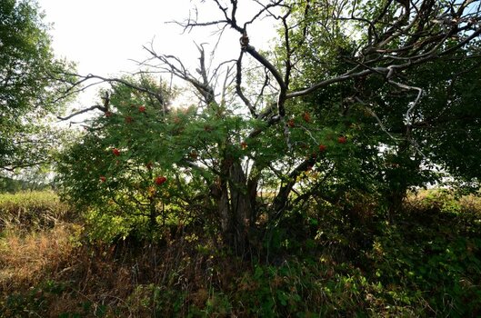 DSC_5531_00030c.jpeg