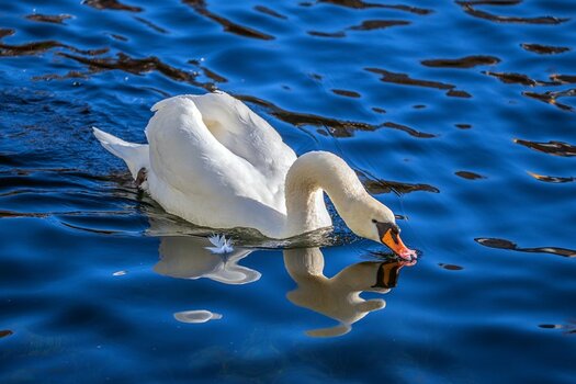 Schwan.jpg Schwan.jpg