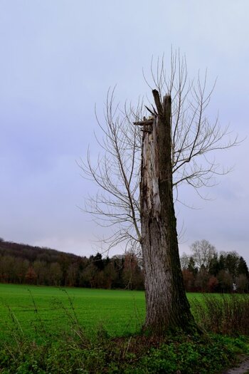 DSC_0037_00001.jpg
