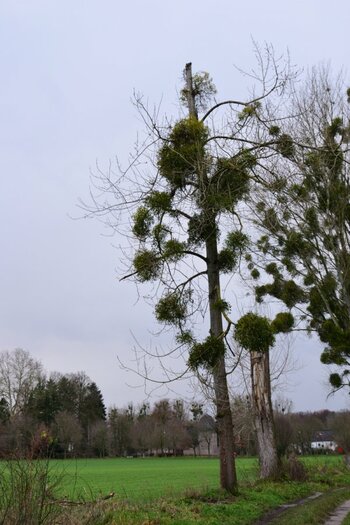 DSC_0036_00001.jpg