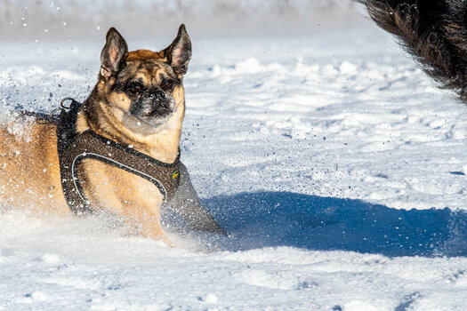 _DSC2268.jpg _DSC2268.jpg