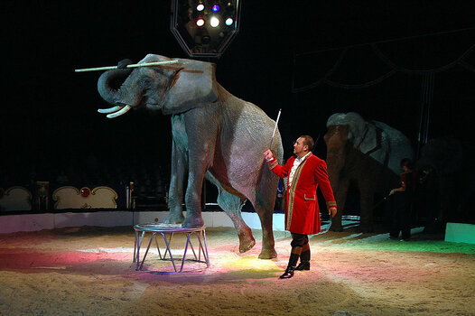 Zirkus 1.jpg Zirkus 1.jpg
