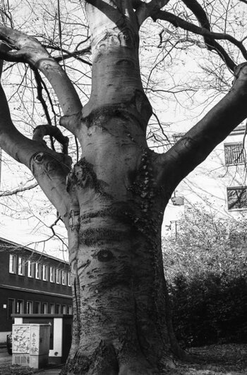 Kiez_Baum_01c.jpg