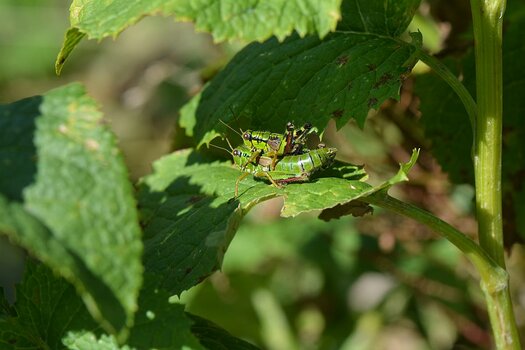 DSC_6674.jpg