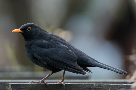 _DSC8146PS_w.jpg