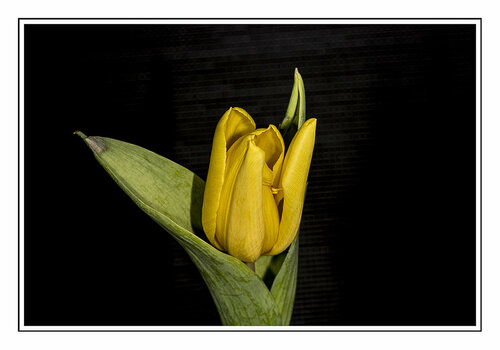 Tulpe_006a.jpg