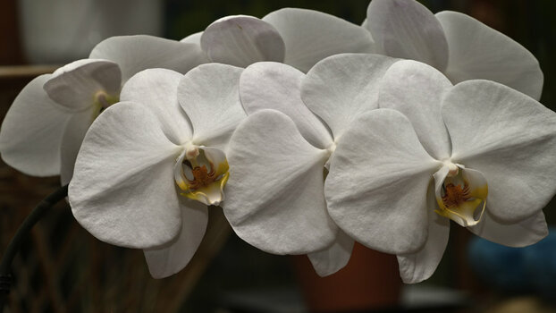 Weisse Orchidee_DSZ0273.jpg Weisse Orchidee_DSZ0273.jpg