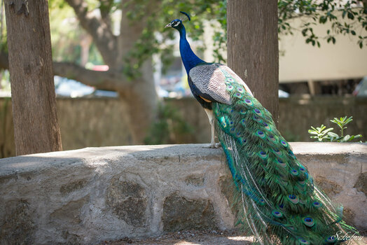 DSC_2441.jpg