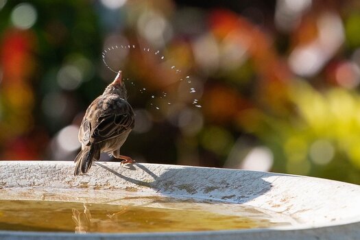 DSC_31982.jpg