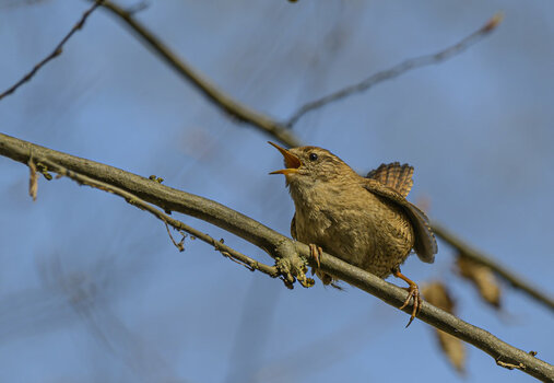 THK_2253-1.jpg