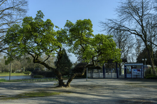 The Great Bonsai.jpg
