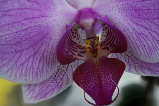 Orchidee-Mitte 900 px.jpg